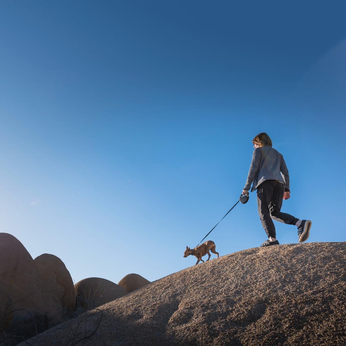 Joshua Tree Pet Friendly Rentals